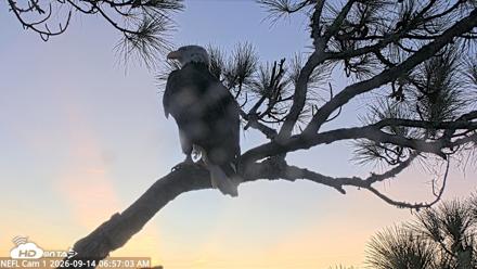 NE Florida Eagles Live Webcam - Sep 14, 2026, 6:58am EDT