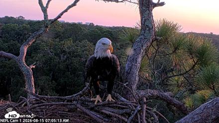 NE Florida Eagles Live Webcam - Aug 15, 2026, 7:06am EDT