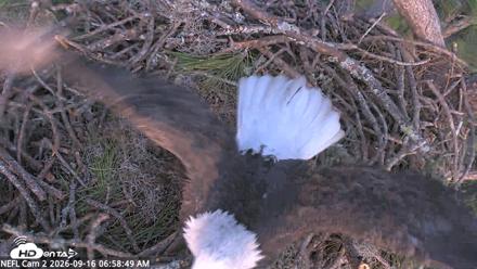 NE Florida Eagles Live Webcam - Sep 16, 2026, 7:00am EDT