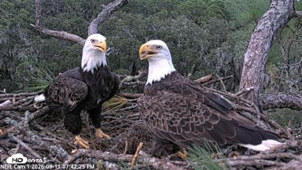NE Florida Eagles Live Webcam - Sep 11, 2026, 7:43pm EDT