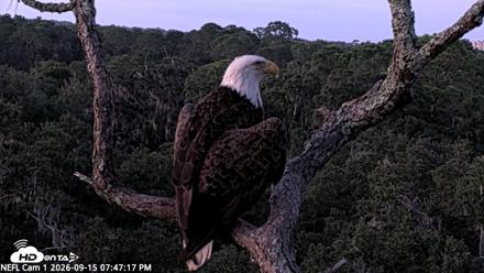 NE Florida Eagles Live Webcam - Sep 15, 2026, 7:48pm EDT