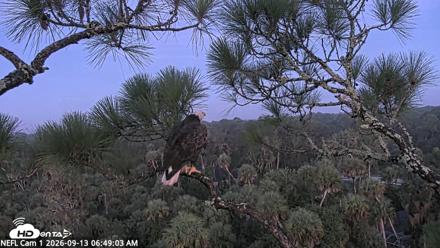 NE Florida Eagles Live Webcam - Sep 13, 2026, 6:49am EDT