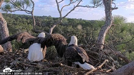 NE Florida Eagles Live Webcam - Sep 16, 2026, 8:12am EDT