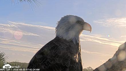 NE Florida Eagles Live Webcam - Aug 30, 2026, 7:43am EDT