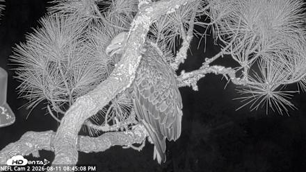 NE Florida Eagles Live Webcam - Aug 11, 2026, 8:46pm EDT