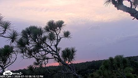 NE Florida Eagles Live Webcam - Jul 10, 2026, 8:17pm EDT