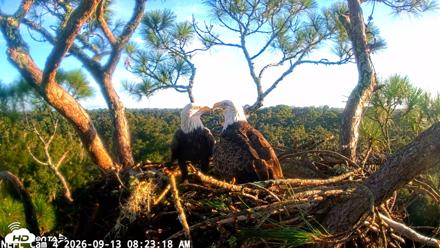 NE Florida Eagles Live Webcam - Sep 13, 2026, 8:24am EDT
