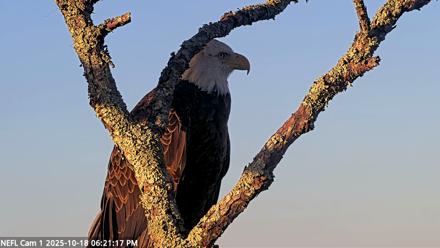 NE Florida Eagles Live Webcam - Oct 18, 2025, 6:22pm EDT