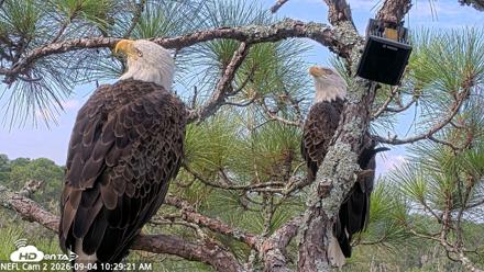 NE Florida Eagles Live Webcam - Sep 4, 2026, 10:30am EDT