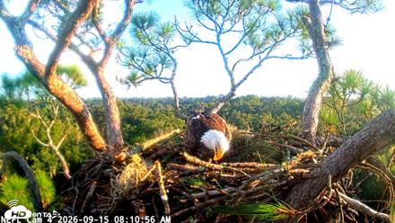NE Florida Eagles Live Webcam - Sep 15, 2026, 8:11am EDT