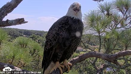 NE Florida Eagles Live Webcam - Aug 28, 2026, 10:35am EDT