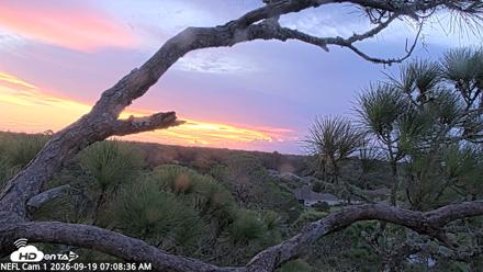 NE Florida Eagles Live Webcam - Sep 19, 2026, 7:09am EDT