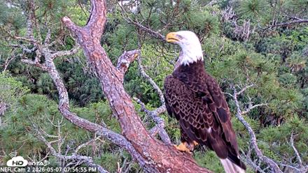 NE Florida Eagles Live Webcam - May 7, 2026, 7:57pm EDT