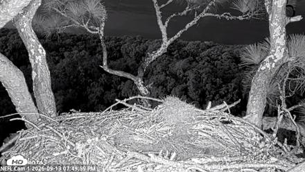 NE Florida Eagles Live Webcam - Sep 13, 2026, 7:51pm EDT