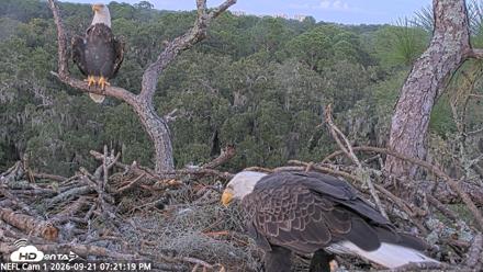 NE Florida Eagles Live Webcam - Sep 21, 2026, 7:22pm EDT