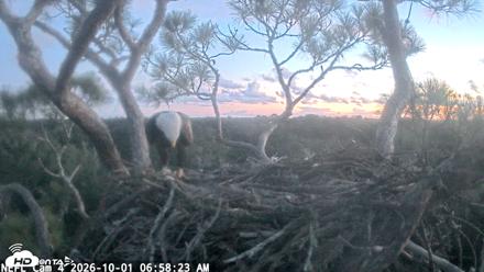 NE Florida Eagles Live Webcam - Oct 1, 2026, 6:59am EDT