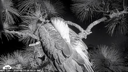 NE Florida Eagles Live Webcam - May 14, 2026, 8:51pm EDT