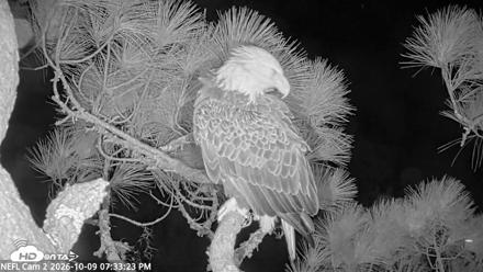 NE Florida Eagles Live Webcam - Oct 9, 2026, 7:34pm EDT