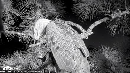 NE Florida Eagles Live Webcam - May 14, 2026, 8:52pm EDT