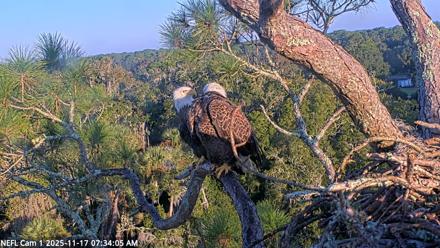 NE Florida Eagles Live Webcam - Nov 17, 2025, 7:34am EST