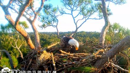 NE Florida Eagles Live Webcam - Sep 15, 2026, 8:11am EDT