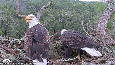 NE Florida Eagles Live Webcam - Sep 21, 2026, 7:28am EDT