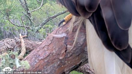 NE Florida Eagles Live Webcam - Apr 27, 2026, 8:59am EDT