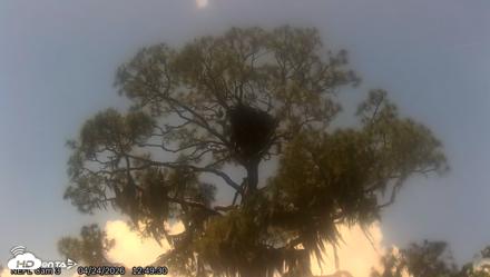 NE Florida Eagles Live Webcam - Apr 24, 2026, 12:50pm EDT
