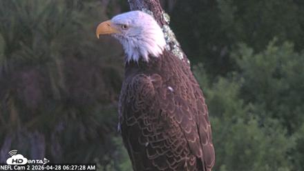 NE Florida Eagles Live Webcam - Apr 28, 2026, 6:28am EDT