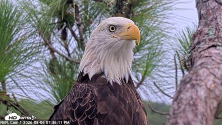 NE Florida Eagles Live Webcam - Aug 6, 2026, 7:37pm EDT