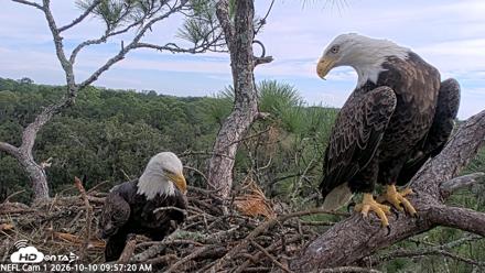 NE Florida Eagles Live Webcam - Oct 10, 2026, 9:58am EDT