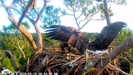 NE Florida Eagles Live Webcam - Sep 19, 2026, 8:25am EDT