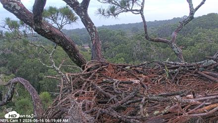 NE Florida Eagles Live Webcam - Jun 16, 2026, 6:20am EDT