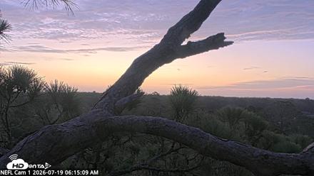 NE Florida Eagles Live Webcam - Jul 19, 2026, 6:16am EDT