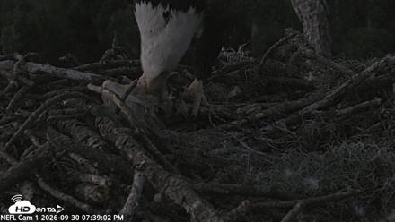 NE Florida Eagles Live Webcam - Sep 30, 2026, 7:40pm EDT