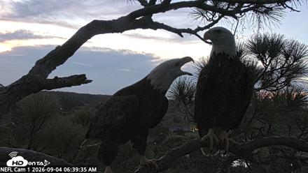 NE Florida Eagles Live Webcam - Sep 4, 2026, 6:40am EDT