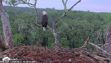 NE Florida Eagles Live Webcam - Aug 21, 2026, 7:15am EDT
