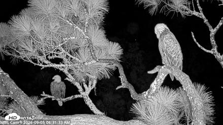 NE Florida Eagles Live Webcam - Sep 5, 2026, 6:32am EDT