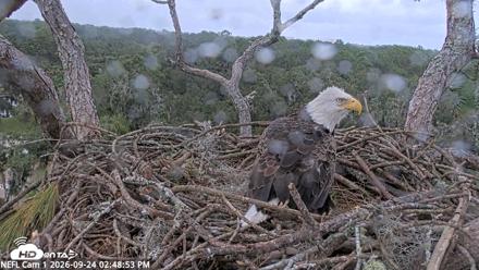 NE Florida Eagles Live Webcam - Sep 24, 2026, 2:49pm EDT