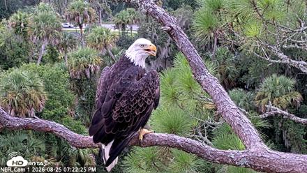 NE Florida Eagles Live Webcam - Aug 25, 2026, 7:23pm EDT