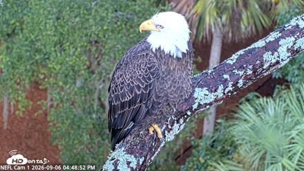 NE Florida Eagles Live Webcam - Sep 6, 2026, 4:50pm EDT