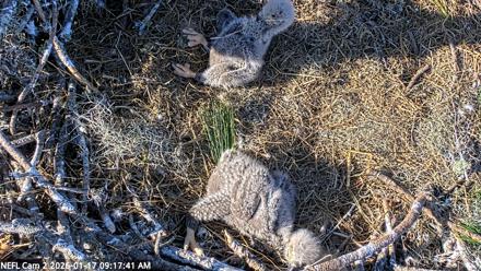 NE Florida Eagles Live Webcam - Jan 17, 2026, 9:18am EST