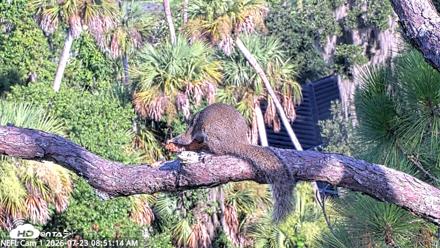 NE Florida Eagles Live Webcam - Jul 23, 2026, 8:52am EDT