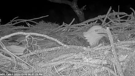 NE Florida Eagles Live Webcam - Dec 16, 2025, 6:32pm EST