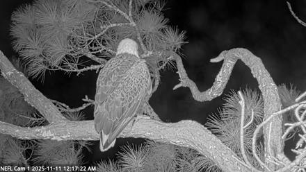 NE Florida Eagles Live Webcam - Nov 11, 2025, 12:18am EST