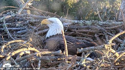 NE Florida Eagles Live Webcam - Oct 23, 2026, 8:02am EDT