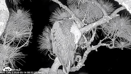 NE Florida Eagles Live Webcam - May 14, 2026, 8:53pm EDT