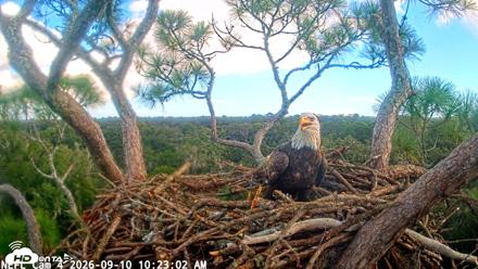 NE Florida Eagles Live Webcam - Sep 10, 2026, 10:23am EDT