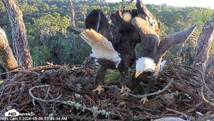 NE Florida Eagles Live Webcam - Sep 6, 2026, 7:37am EDT