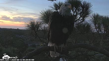 NE Florida Eagles Live Webcam - Aug 12, 2026, 6:28am EDT